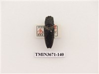 藏品(叩頭蟲(2))的圖片